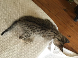 Savannah Kitten for Sale