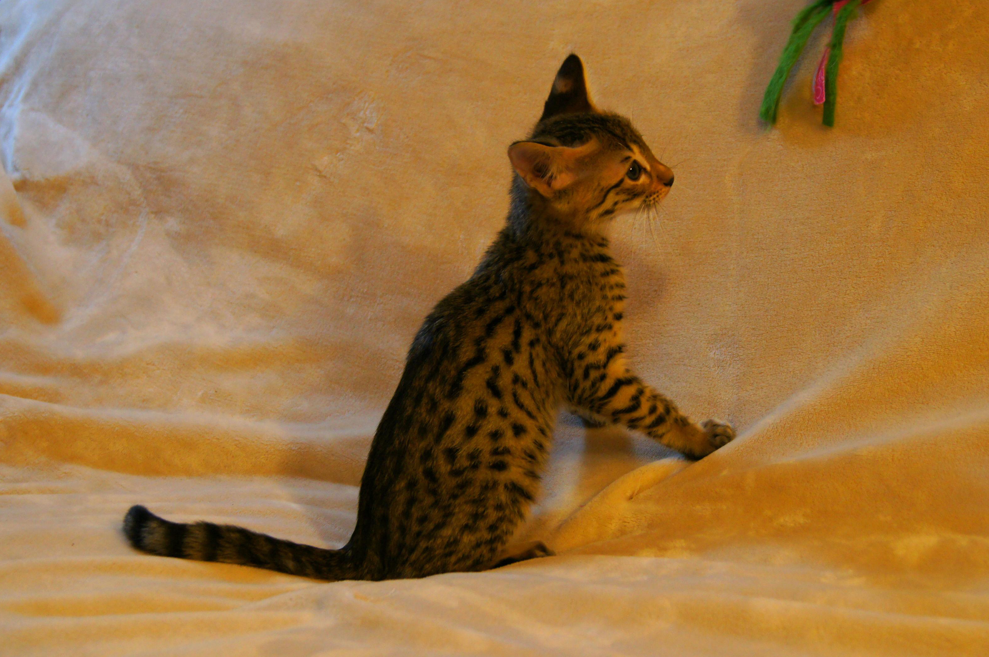 Savannah Kitten available for adoption MidSouth Savannah Kittens