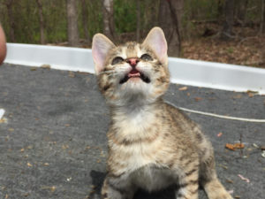 Savannah Kitten for Sale