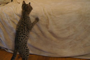 Savannah Kitten for Sale