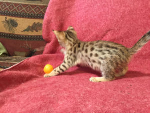 Savannah Kitten for Sale