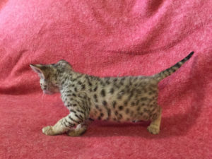 Savannah Kitten for Sale