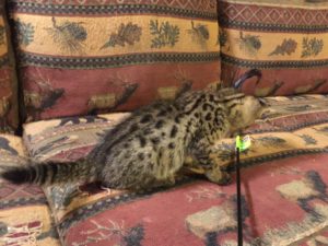 Savannah Kittens for Sale