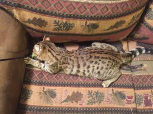 Savannah Kittens for Sale
