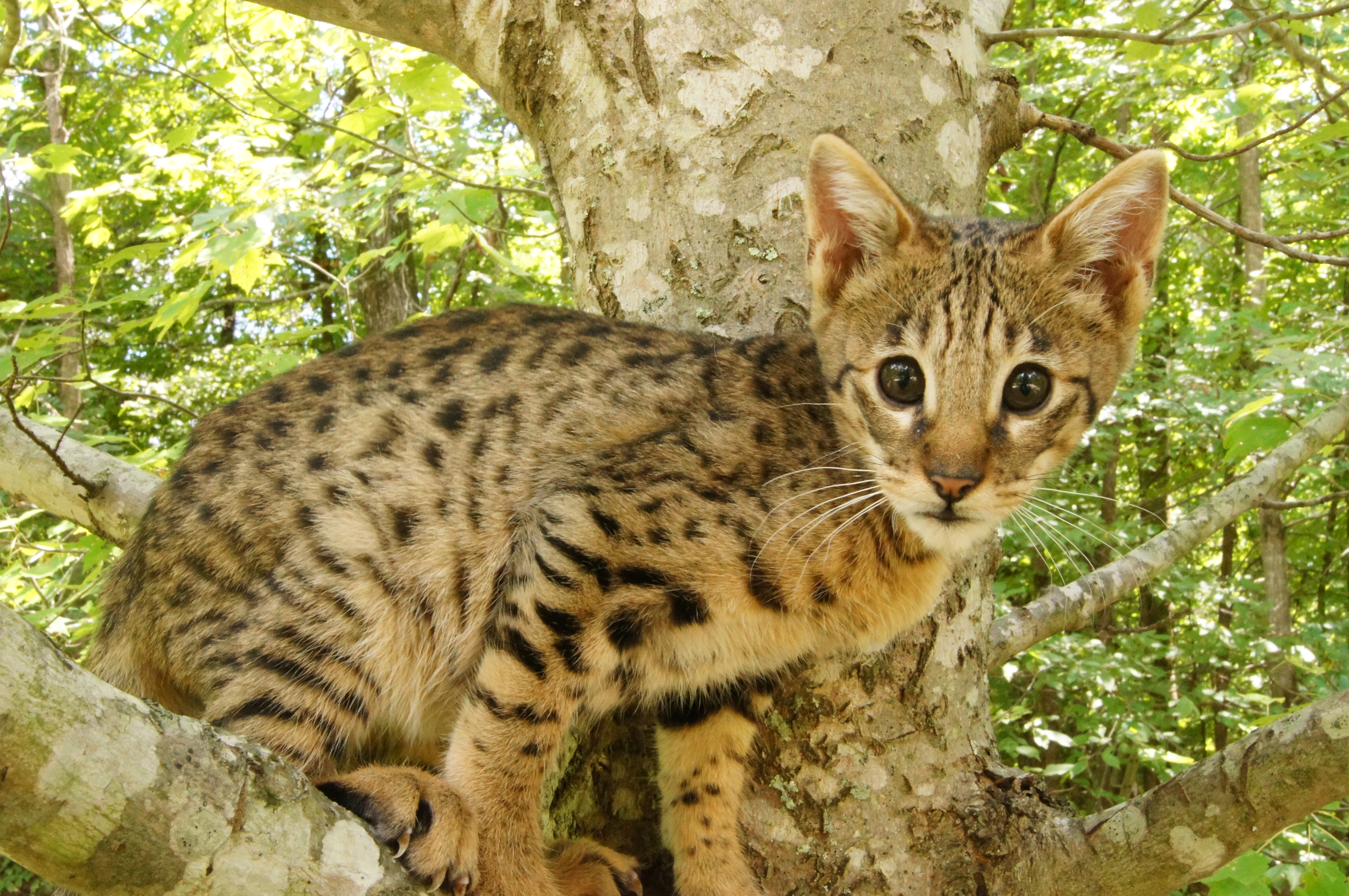 Exotic House Cats For Sale Animal Friends