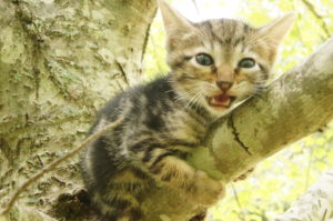 Savannah Kittens for Sale